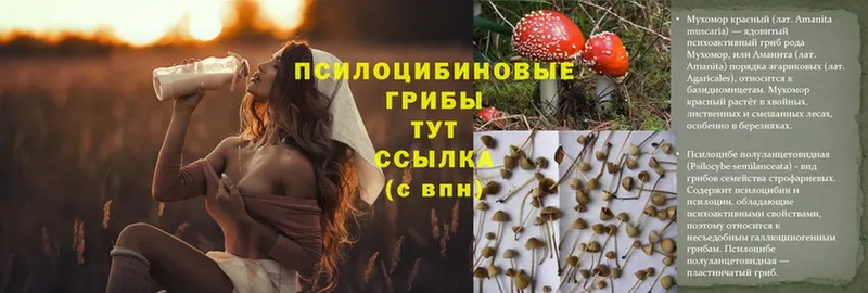 гидра ССЫЛКА  Владивосток  Псилоцибиновые грибы MAGIC MUSHROOMS  дарнет шоп 